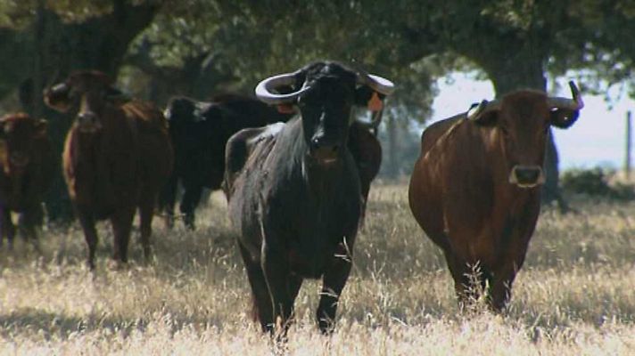 Encastes - Otros Domecq