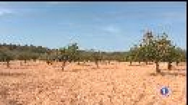 Informatiu Balear - Pérdua del 50% de les collites a Mallorca.