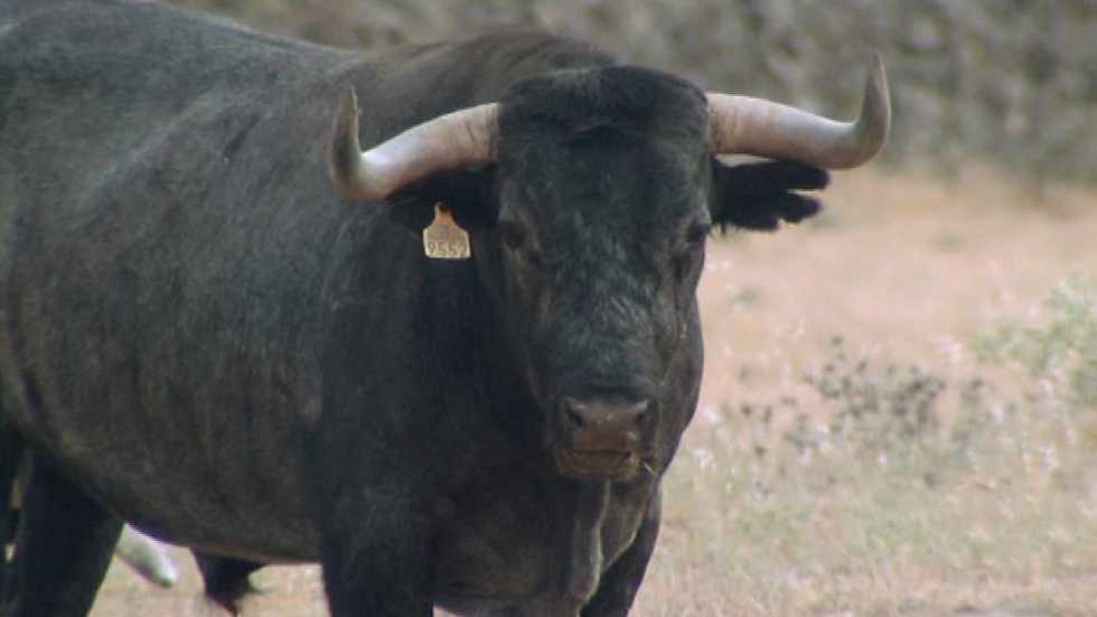 Encastes - Albaserrada - ver ahora