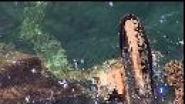 Informatiu Balear - Una excavadora cau a la mar a Andratx.