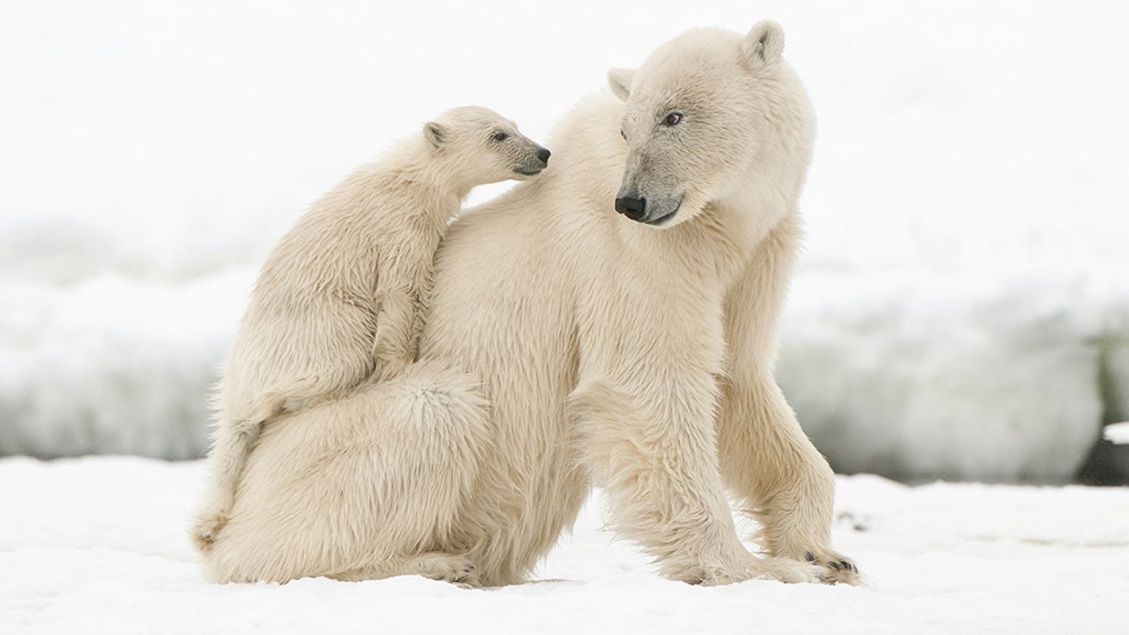 Grandes documentales - Sobrevivir en el reino de los hielos: los osos polares - ver ahora