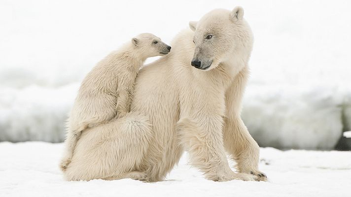 Grandes documentales - Sobrevivir en el reino de los hielos: los osos polares