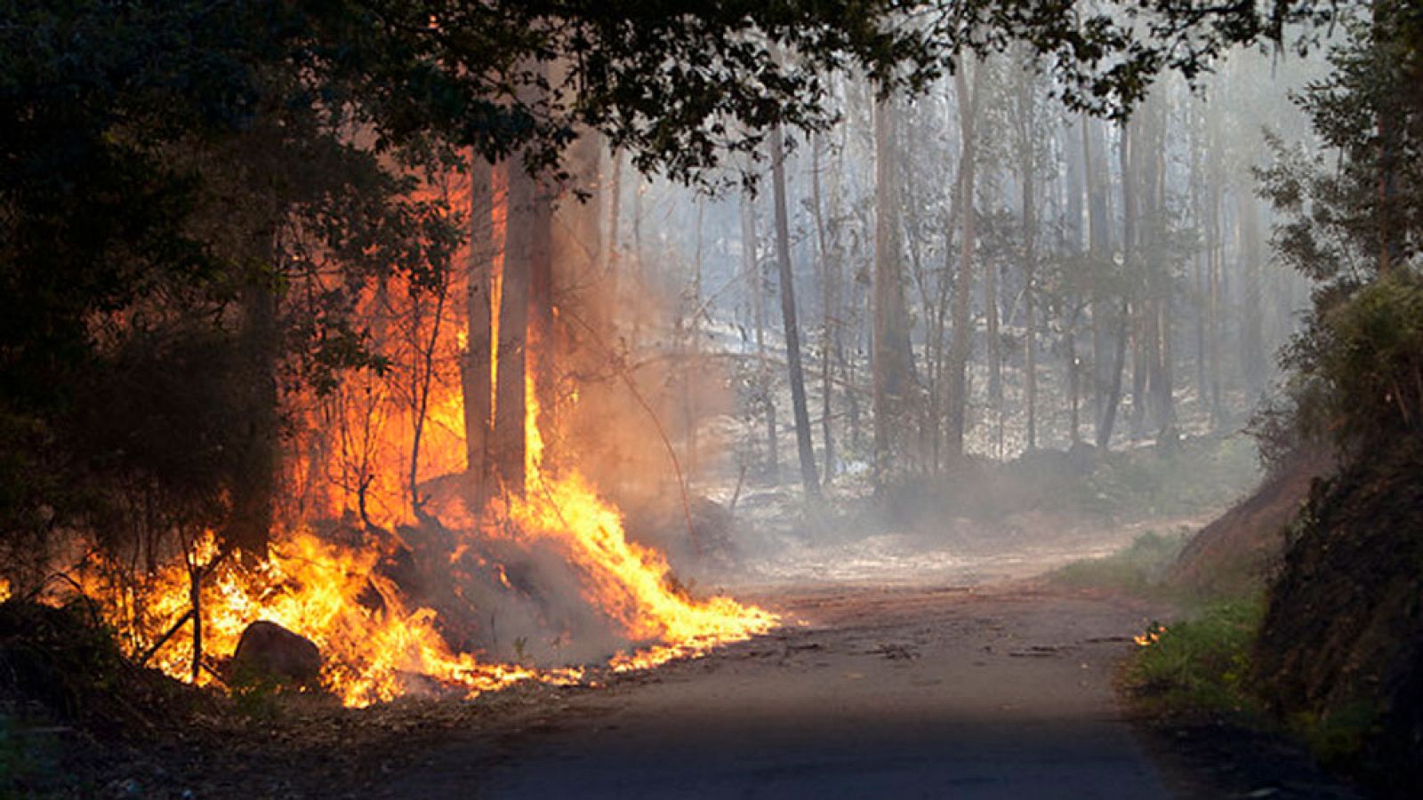 Telediario 1: Ha habido siete incendios importantes se han quemado más de 1.200 hectáreas en Galicia | RTVE Play