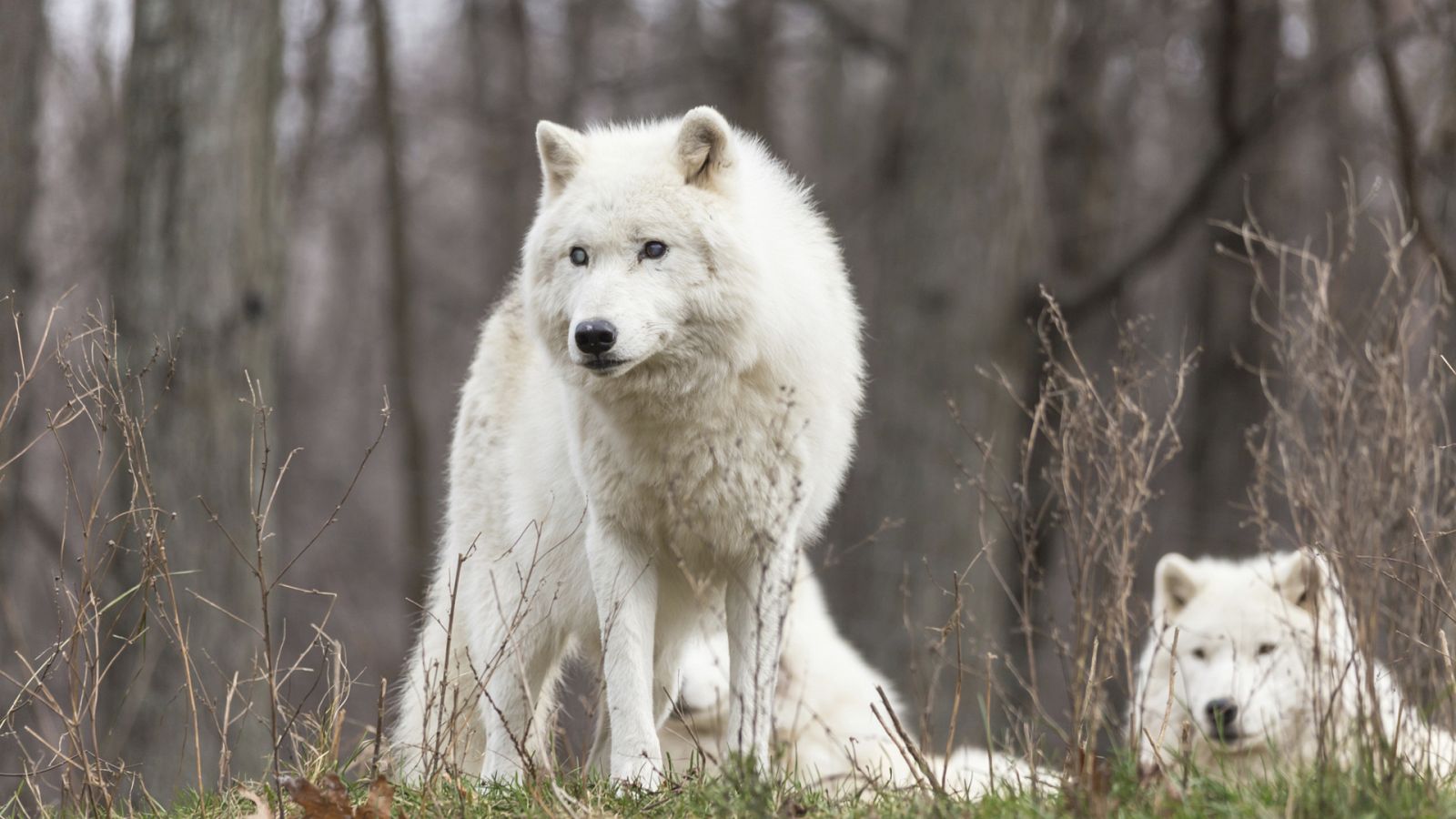 Grandes documentales - El Ártico más salvaje: El océano ártico, el mar helado - ver ahora