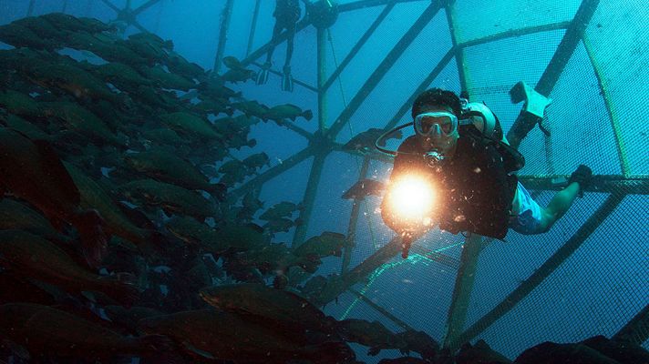 Grandes documentales - La Tierra. Un nuevo entorno natural: Océanos