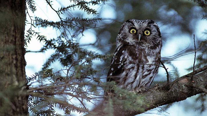 Grandes documentales - El Ártico más salvaje: La Taiga. El bosque helado