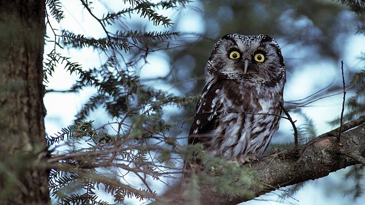 El Ártico más salvaje: La Taiga. El bosque helado