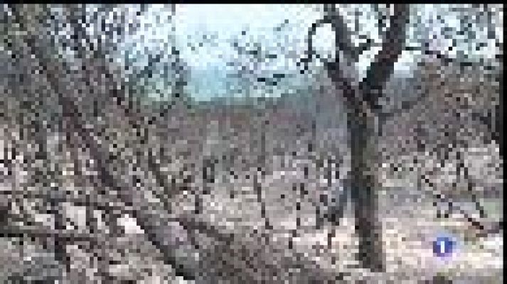 Informatiu Balear - Estabilitzat l'incendi d'Artà