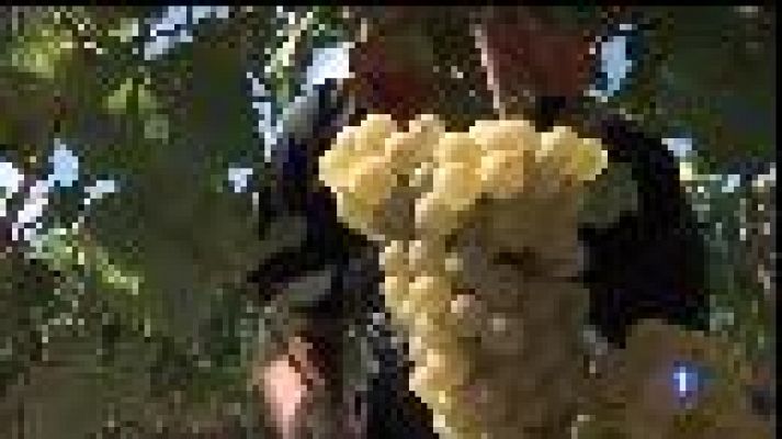 Informatiu Balear - Una anyada perfecte