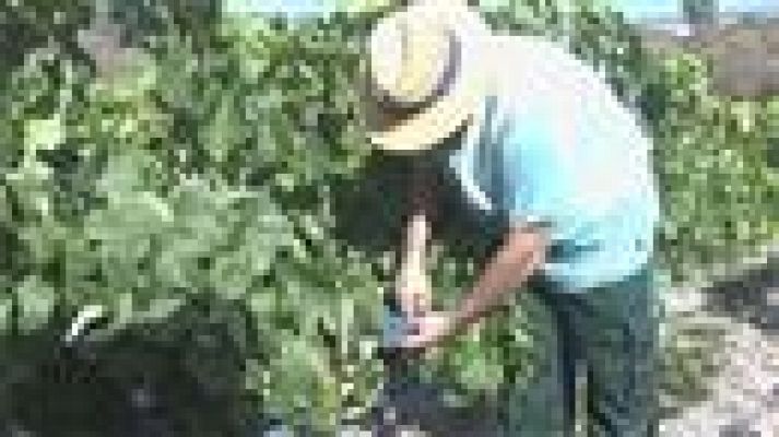 Telecanarias - Telecanarias - 21/08/2016