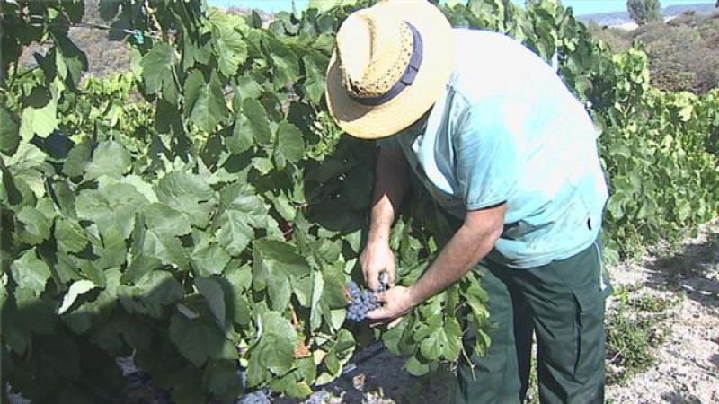 Telecanarias - 21/08/2016 