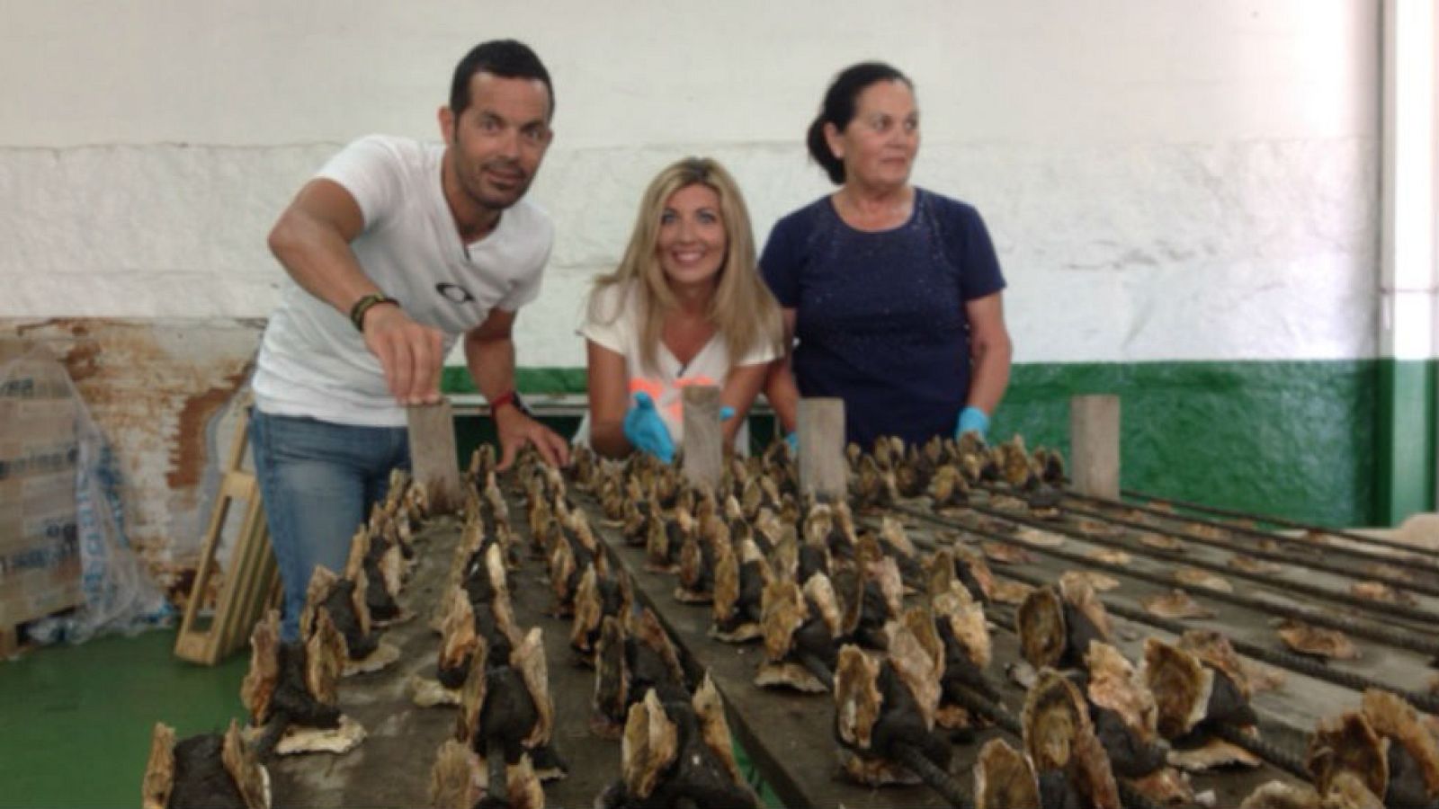 Sembramos ostras ¡con cemento!