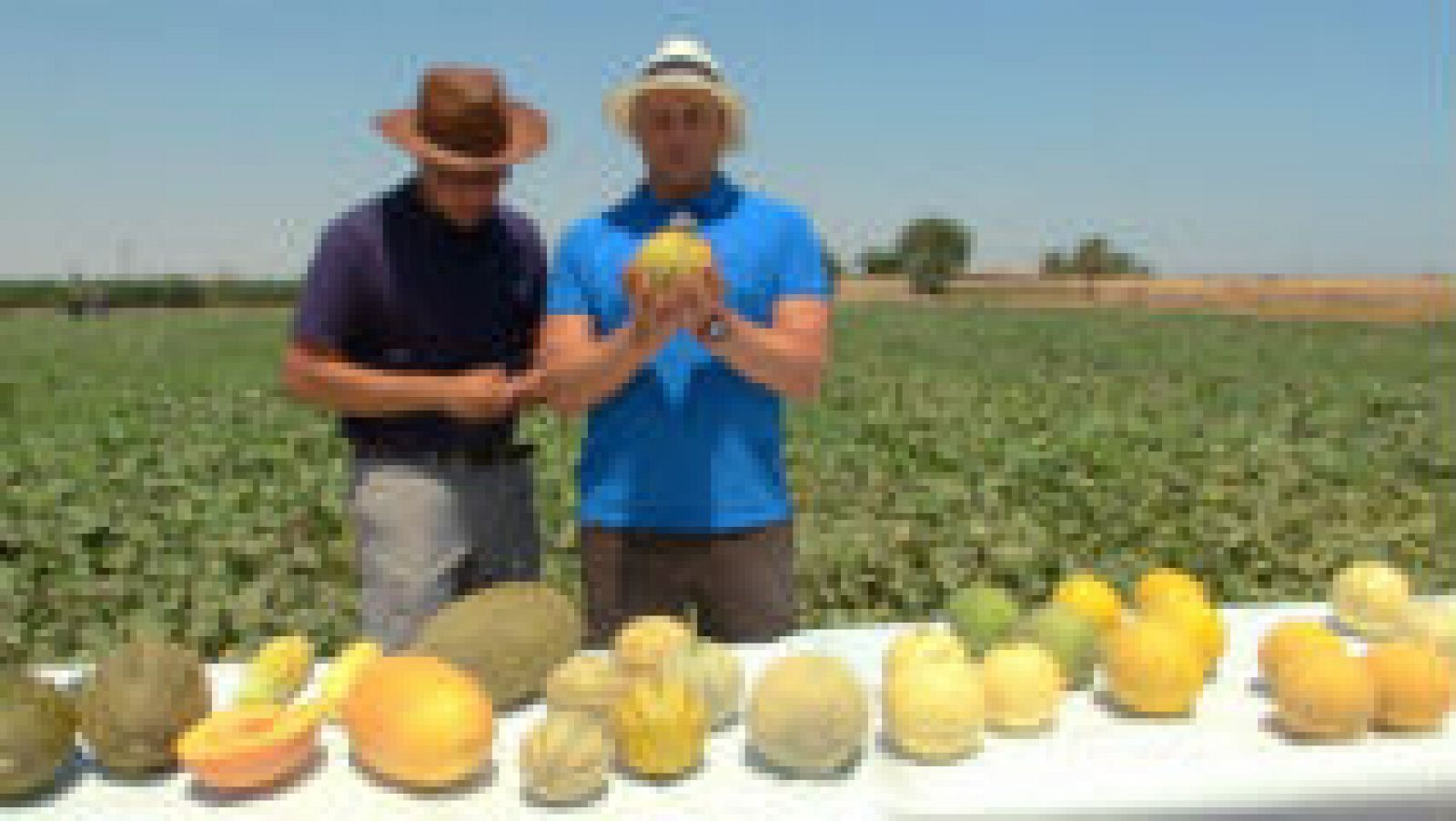 Cómo se consiguen variedades de melones