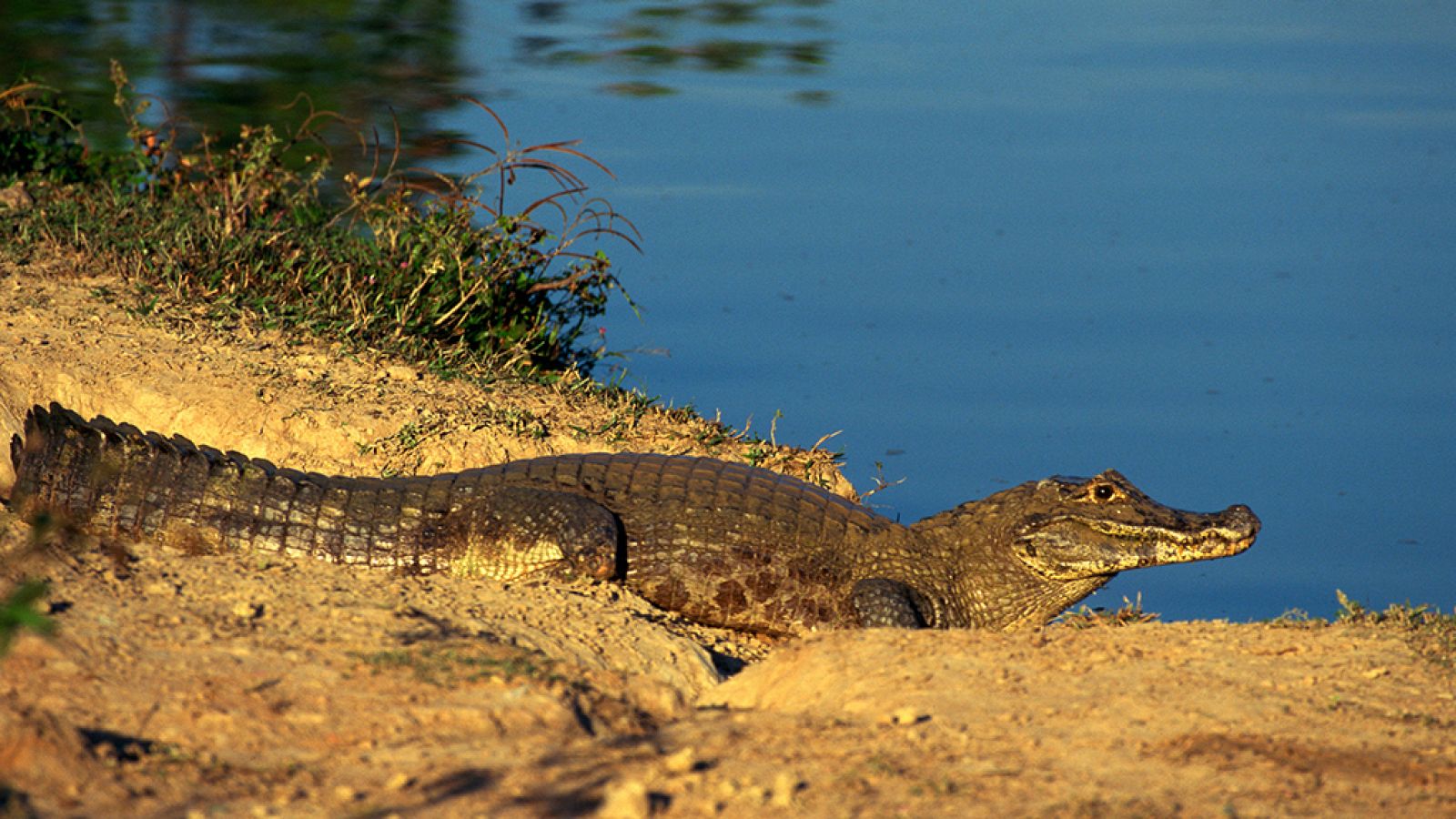 Grandes documentales - Latinoamérica salvaje: El Pantanal, el corazón salvaje de Brasil