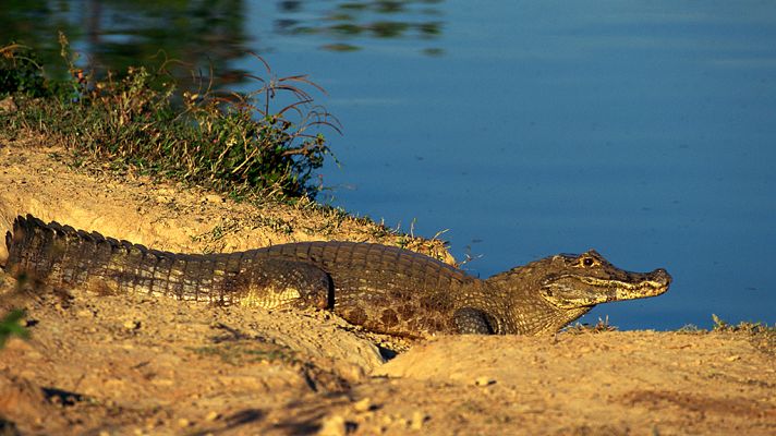 Latinoamérica salvaje: El Pantanal