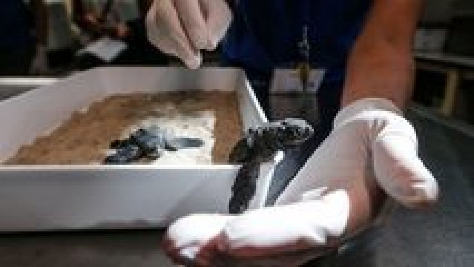 L'Informatiu - Comunitat Valenciana - 24/08/16 - ver ahora