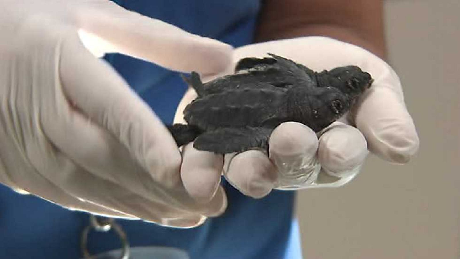 España en 24 horas - 24/08/16 - ver ahora