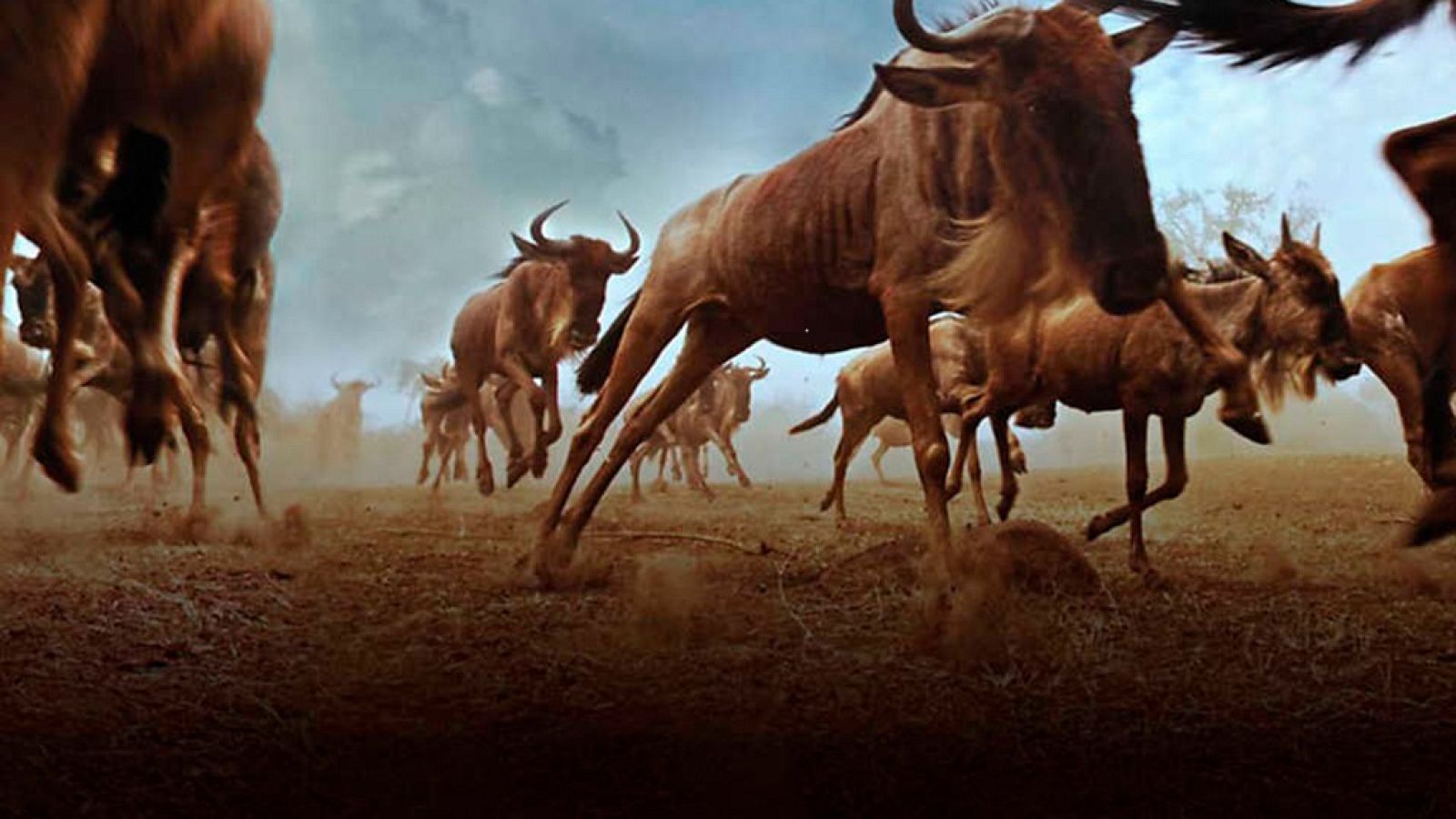 Grandes documentales - Las grandes migraciones. Nacidos para viajar - ver ahora