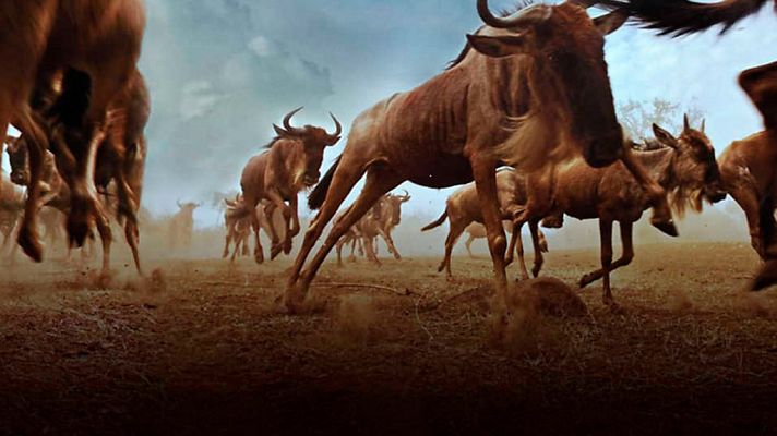 Grandes documentales - Las grandes migraciones. Nacidos para viajar