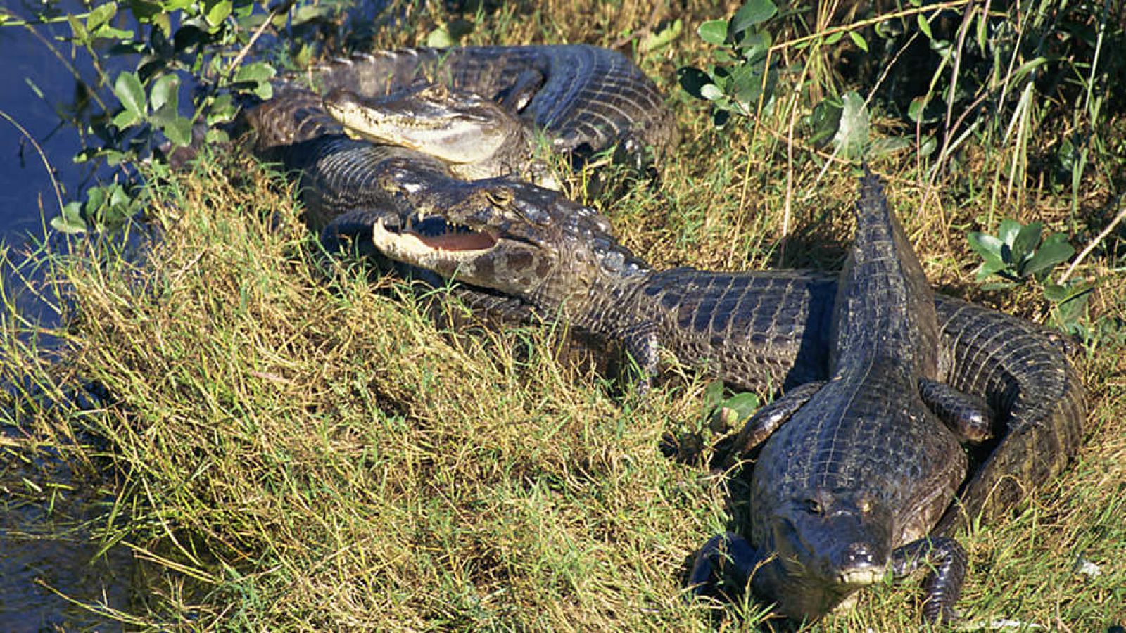 Grandes documentales - Patrimonio de la humanidad: Complejo de conservación de la Amazonía Central - ver ahora
