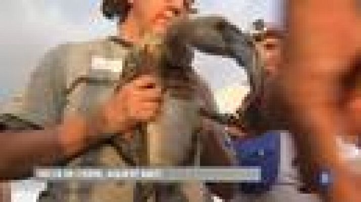 L'Informatiu - Primera anellada de flamencs al delta de l'Ebre en 4 anys