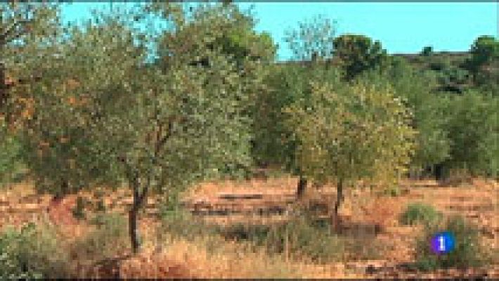 L'Informatiu - L'Informatiu 2 - 29/08/2016