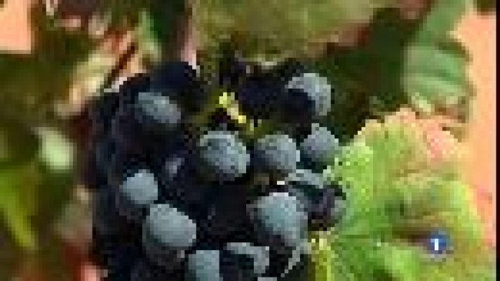 Informatiu Balear - La verema a Eivissa, afectada per una nova plaga