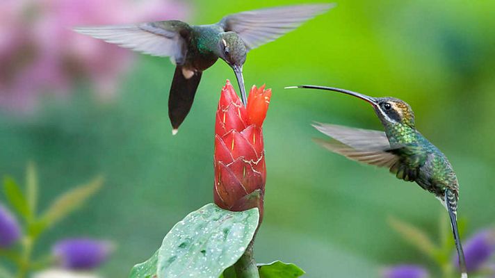 Los colibríes. Preciosos mensajeros