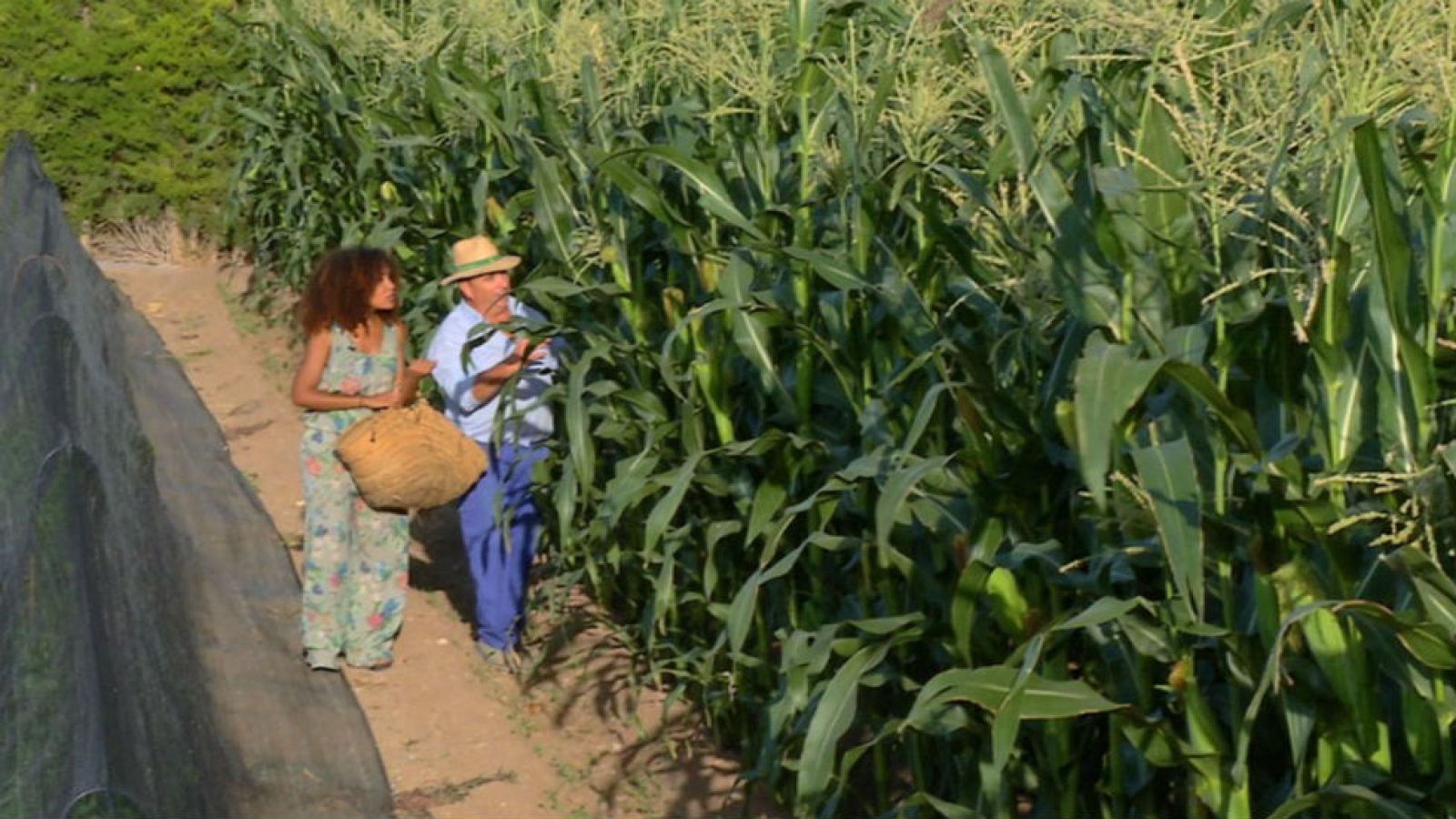 No todo el maíz es amarillo
