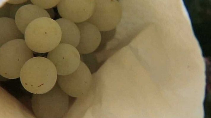 L'informatiu - Comunitat Valenciana - L'Informatiu - Comunitat Valenciana - 01/09/16