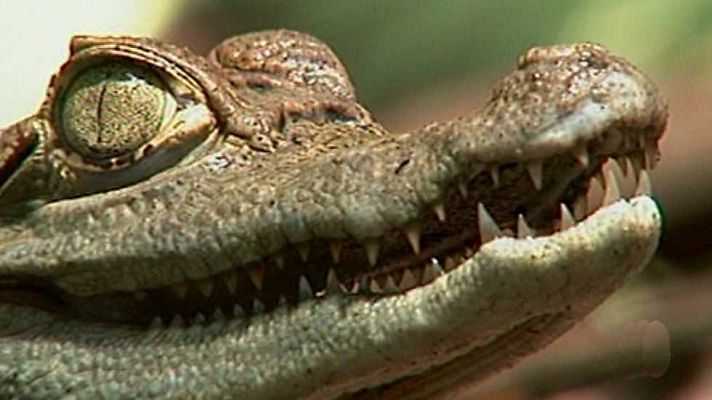 América / Indonesia mítica - Exploradores perdidos (2)