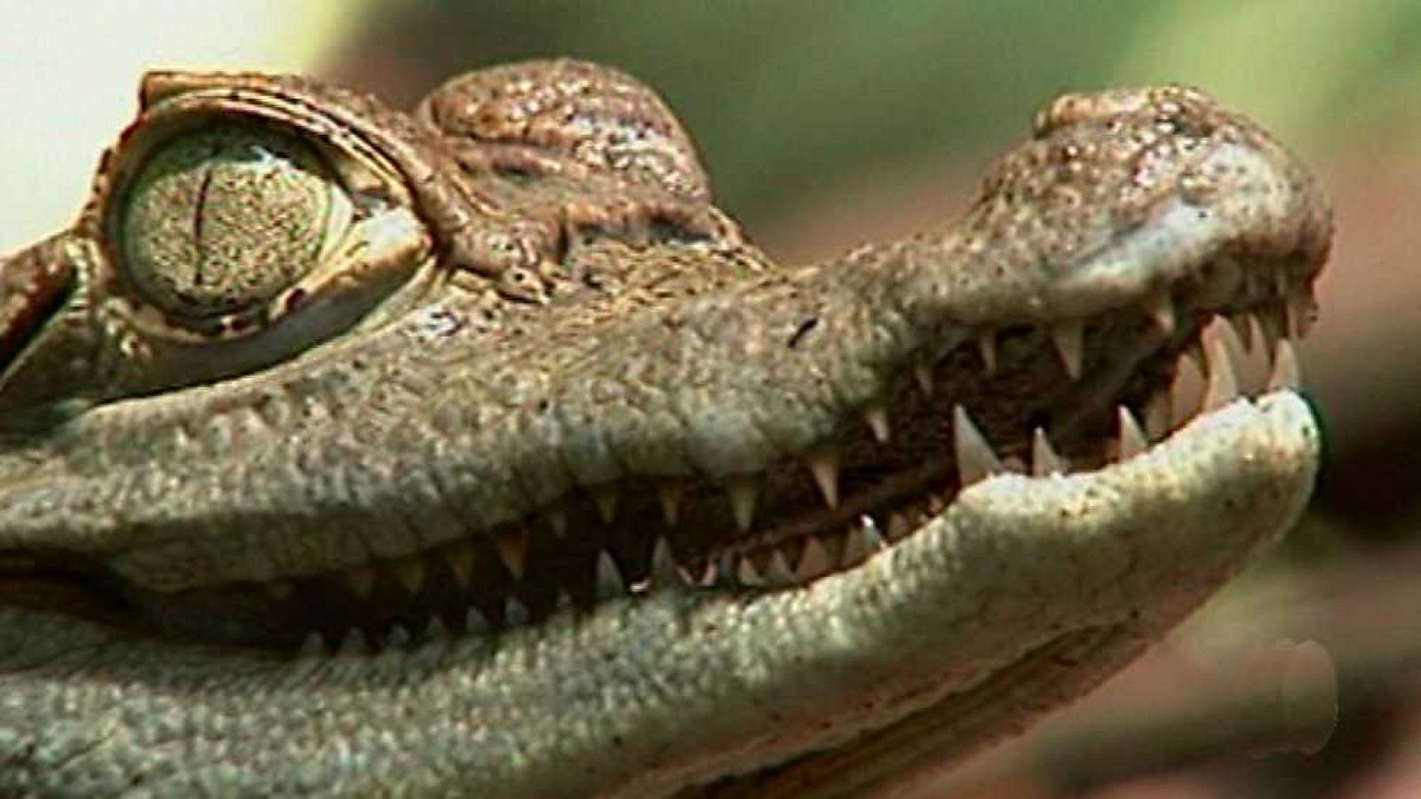 América e Indonesia Mítica - Exploradores perdidos (2) - ver ahora 