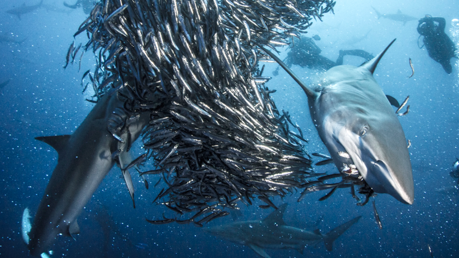 Grandes documentales - Así arranca el primer capítulo de 'Tiburón'
