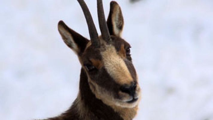 Animalades - Terres altes - Avanç