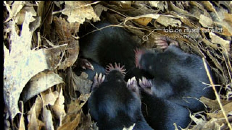 Animalades - Terres altes 
