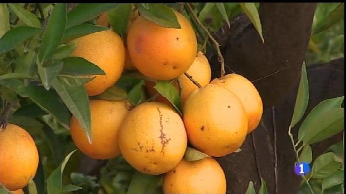 Informatiu Balear - Indicació geogràfica per les taronges de Sóller
