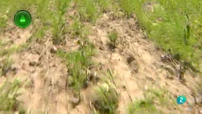 Agrosfera - Agrosfera - Laboratorio de ideas - Cereal y Drones