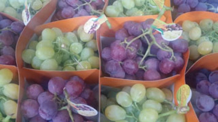 Vinalopó ya recoge las uvas de Nochevieja