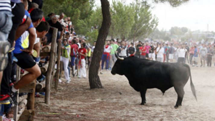 Telediario 1 - El pueblo de Tordesillas (Valladolid) celebra este martes sus primeras fiestas sin su Toro de la Vega