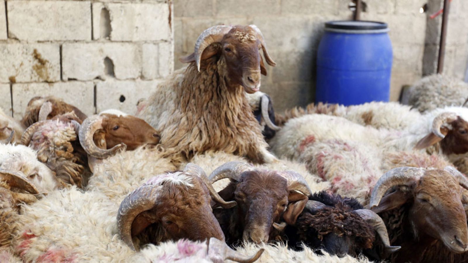 Día grande para los casi dos millones de musulmanes que residen en España