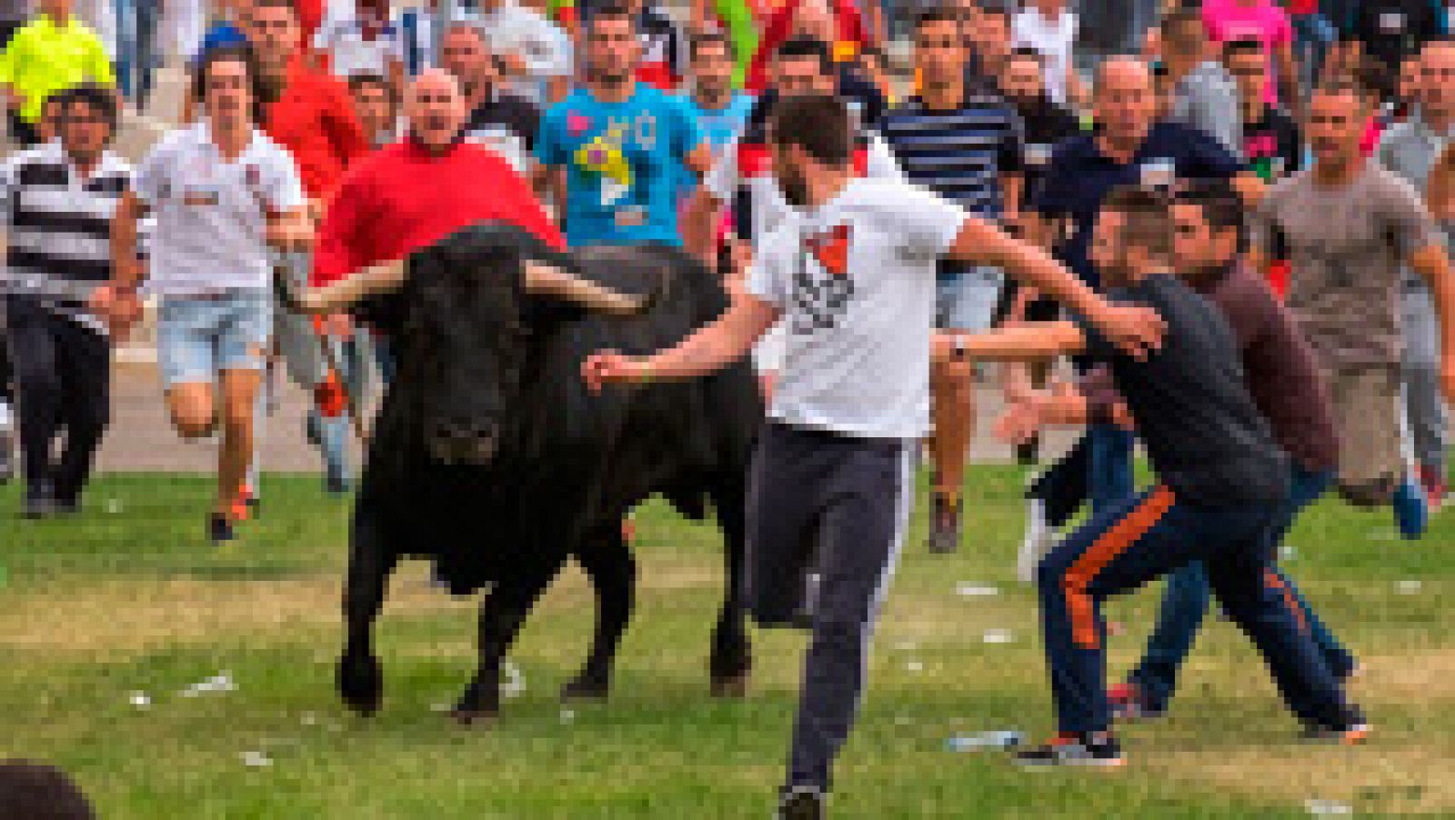 Telediario 1: Tensión en el primer festejo taurino de Tordesillas, en el que se prohíbe el sacrificio del animal | RTVE Play