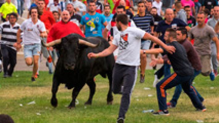 Telediario 1 - Tensión en el primer festejo taurino de Tordesillas, en el que se prohíbe el sacrificio del animal