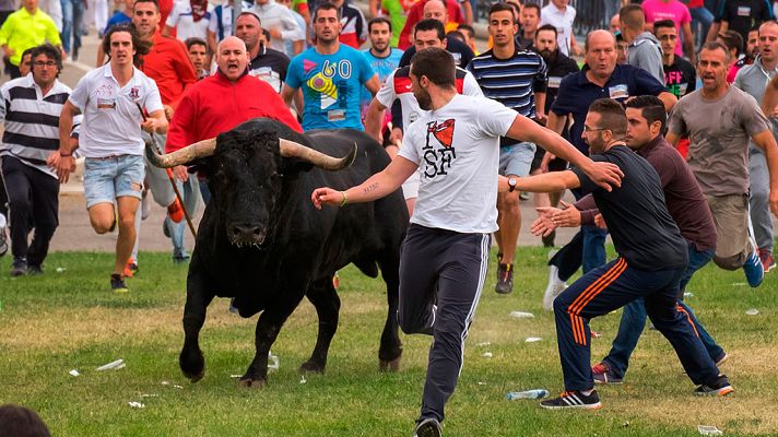 Telediario 1 - Tensión en el primer festejo taurino de Tordesillas, en el que se prohíbe el sacrificio del animal