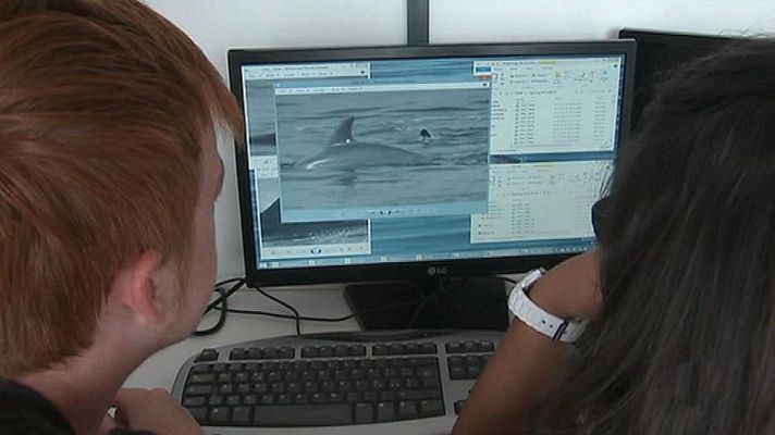 Telediario 1 - Los biólogos marinos han podido estudiar  un claro ejemplo de "infanticidio" entre defines