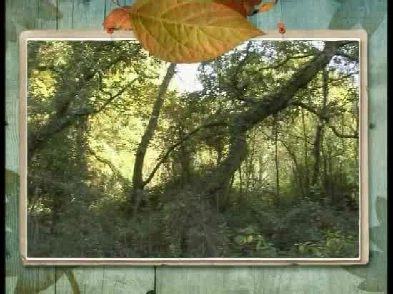 Zoom Net - El espíritu del bosque: Dygra Films