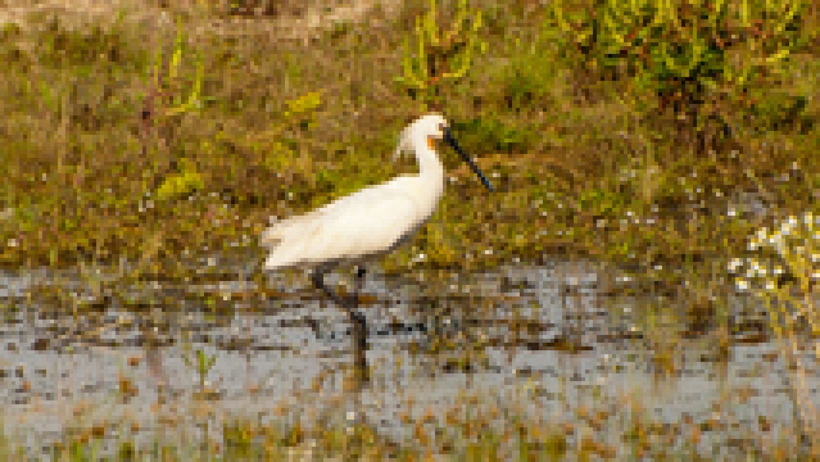 Doñana podría convertirse en Patrimonio Mundial en peligro