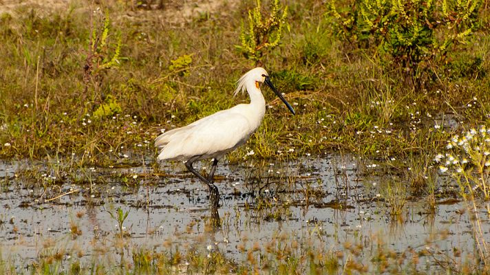 Telediario 1 - Doñana podría convertirse en Patrimonio Mundial en peligro