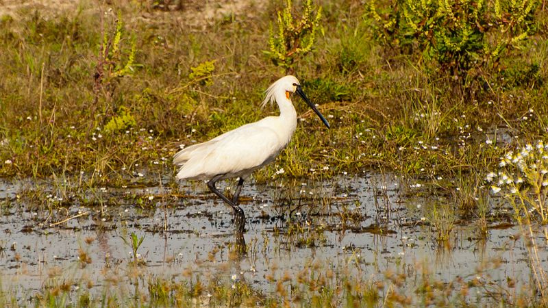 Doñana podría convertirse en Patrimonio Mundial en peligro
