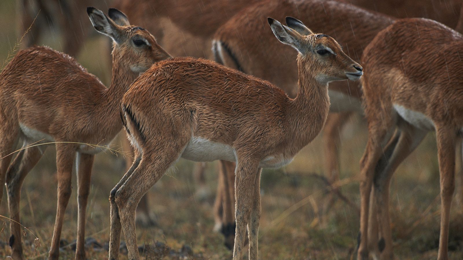 Grandes documentales - Las aventuras de Swala Pala, el pequeño Impala