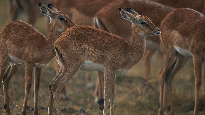 Las aventuras de Swala Pala, el pequeño Impala